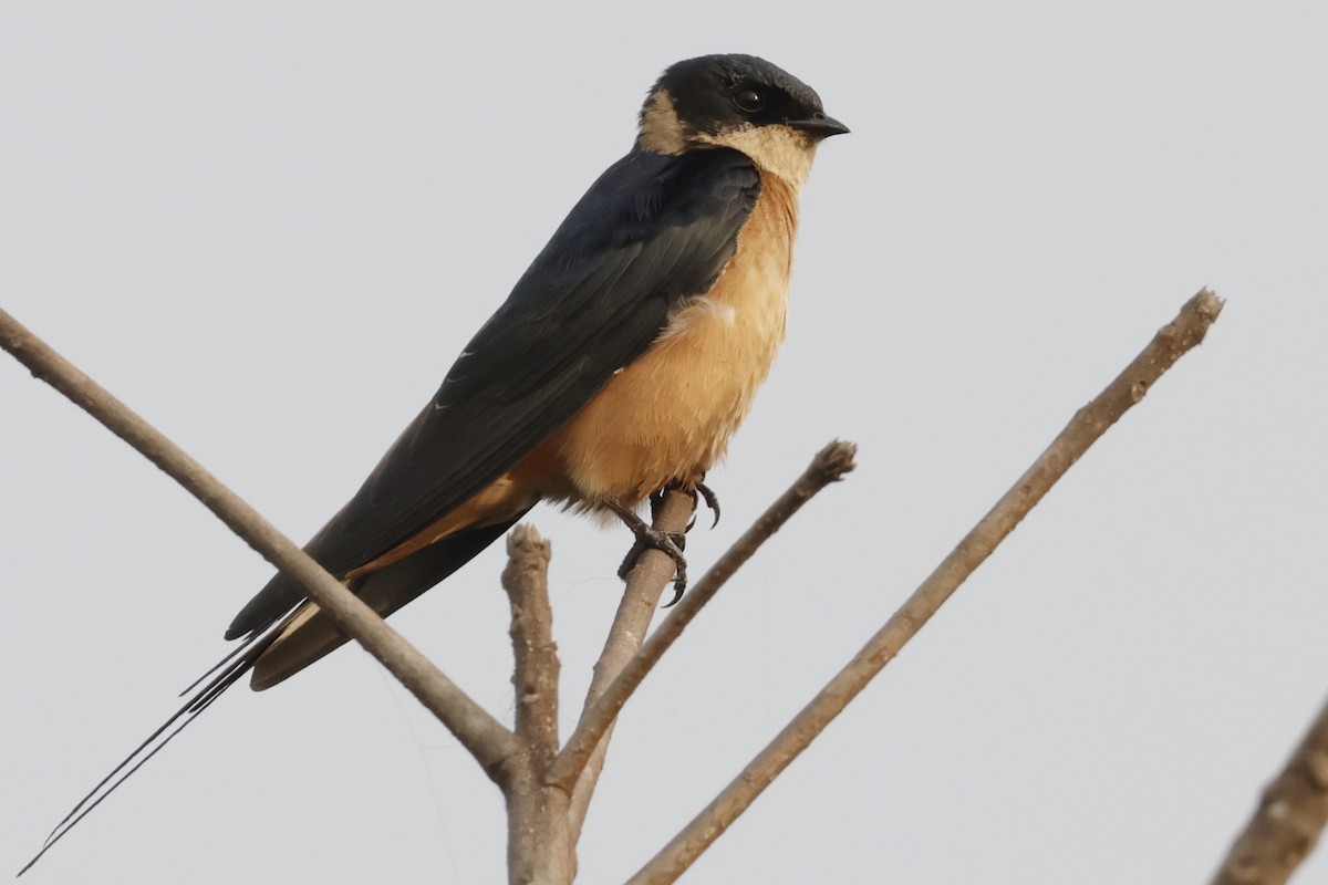 Mosque Swallow - ML643233692
