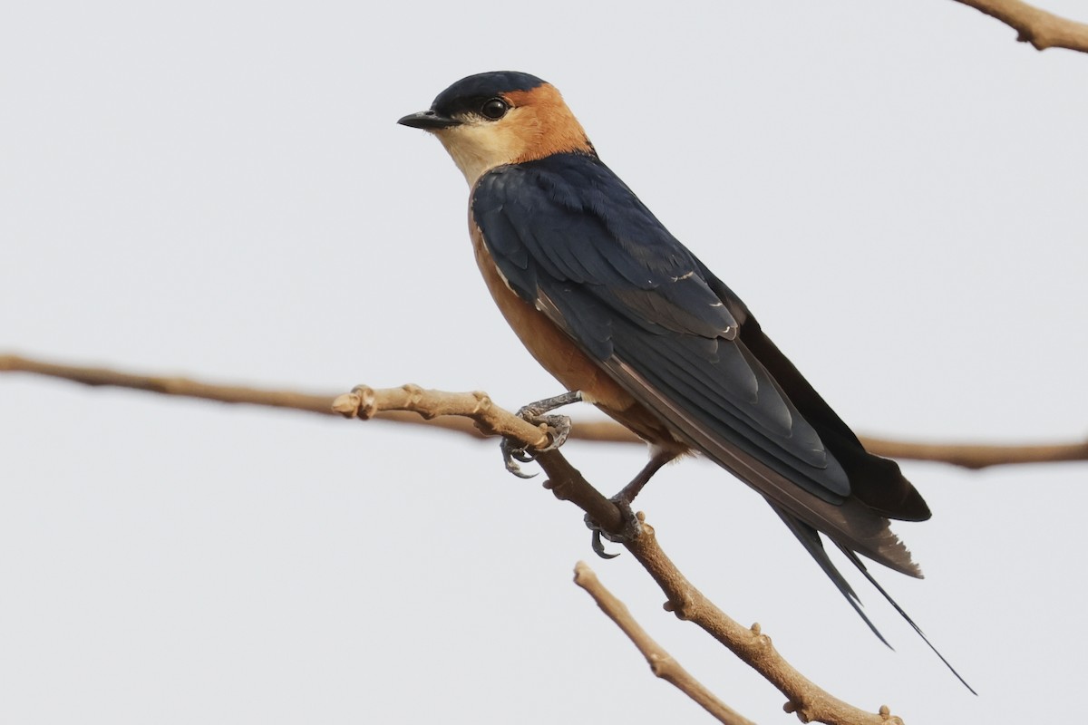 Mosque Swallow - ML643233693