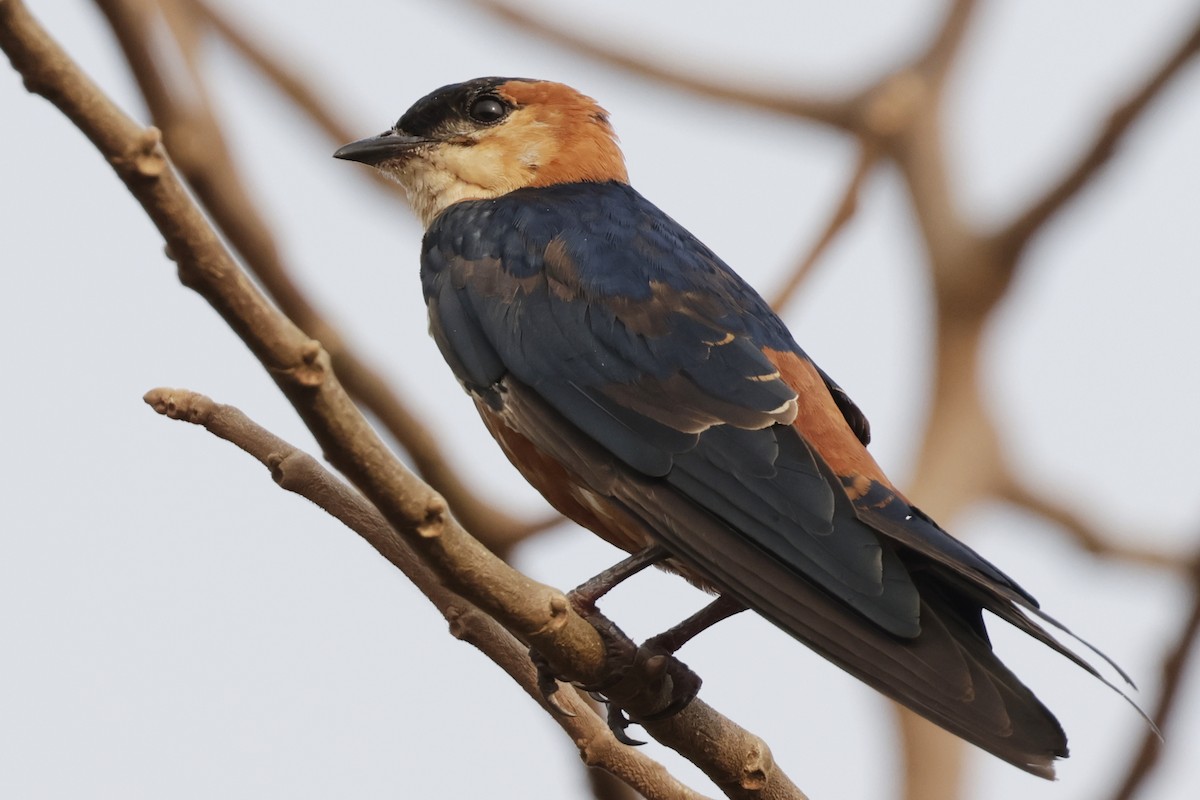 Mosque Swallow - ML643233694