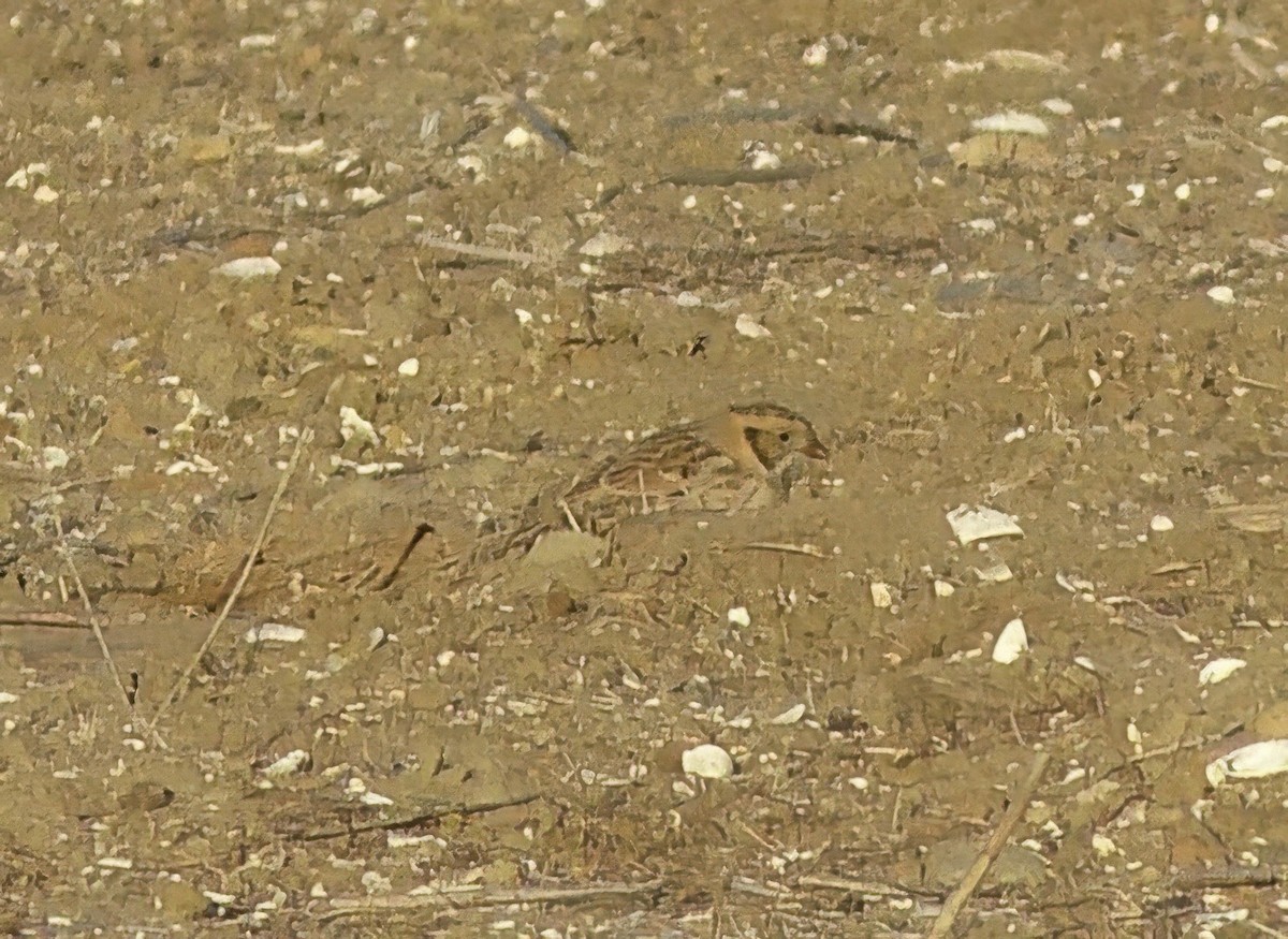 Lapland Longspur - Jim Ward