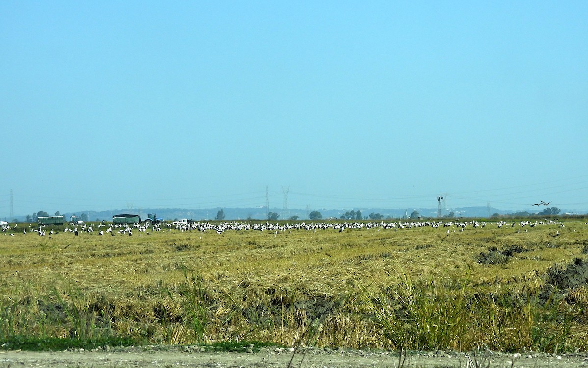 White Stork - ML643233702