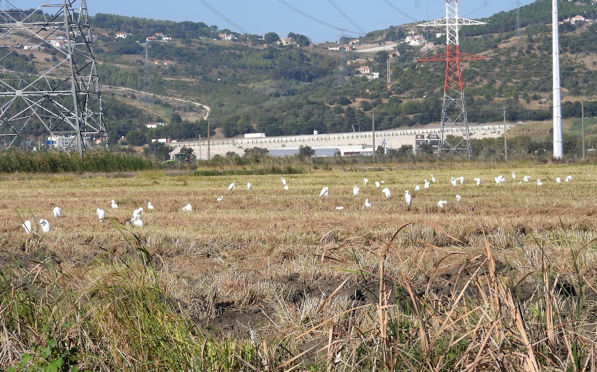 Western Cattle-Egret - ML643233715