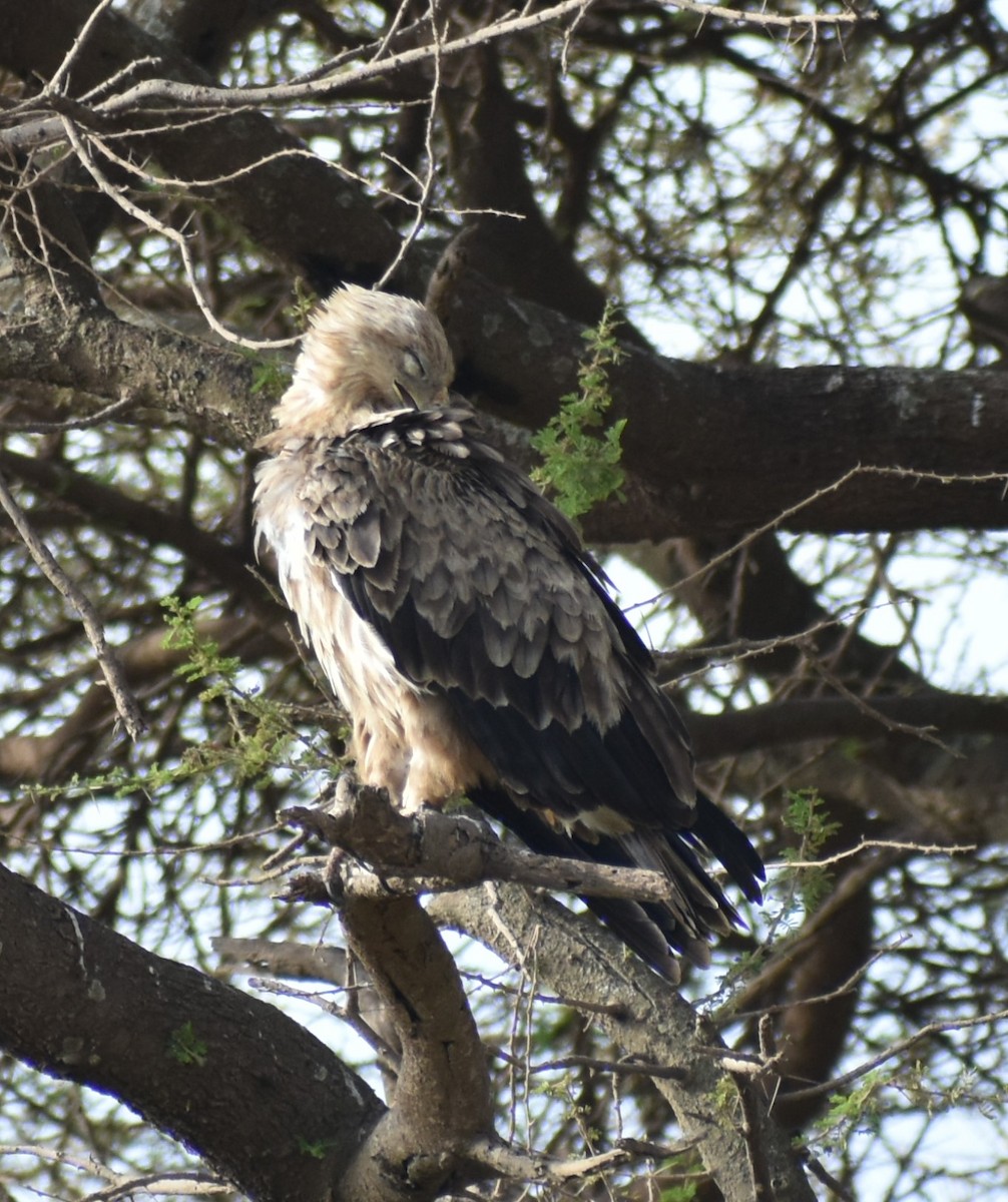 Tawny Eagle - ML643233721