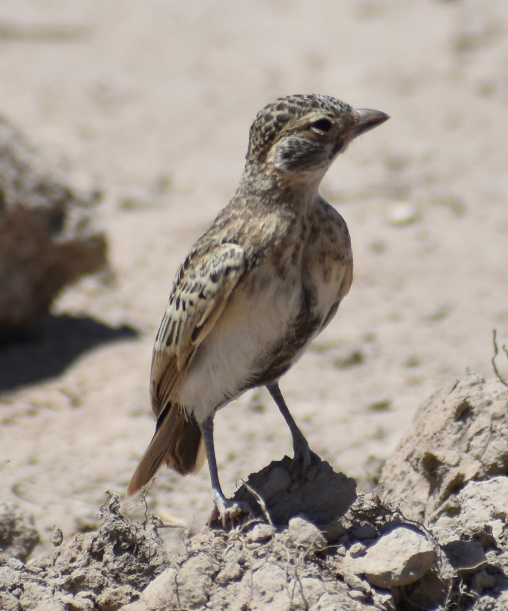 Fischer's Sparrow-Lark - ML643233727