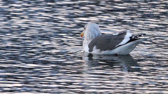 Slaty-backed Gull - ML643233729