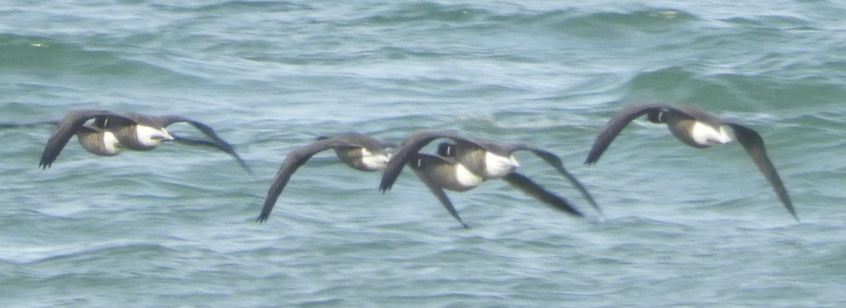 黑雁 - ML643233746