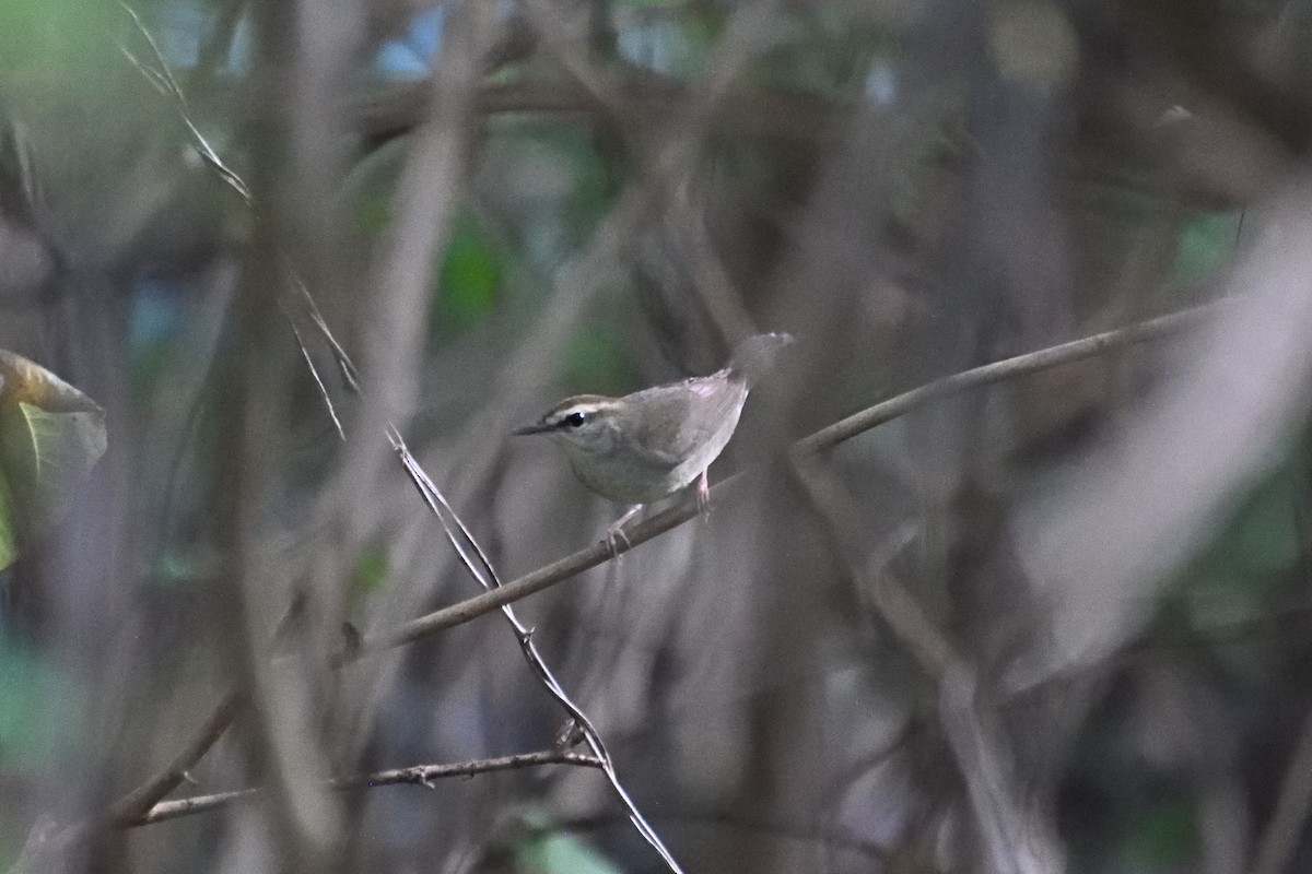 Swainson's Warbler - ML643233752