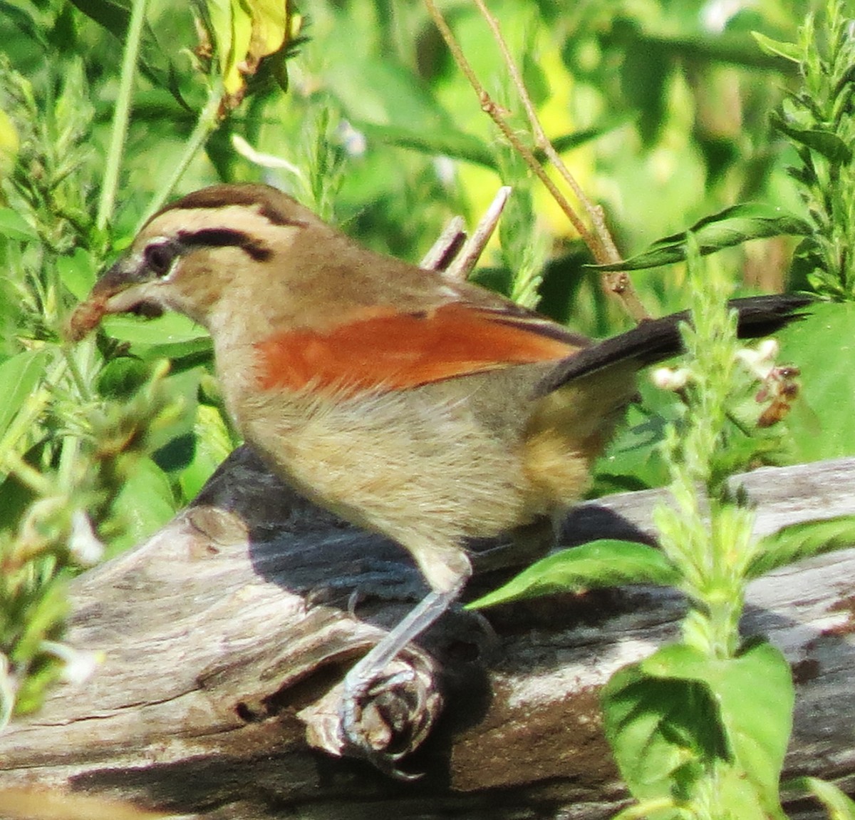 Brown-crowned Tchagra - ML643233755