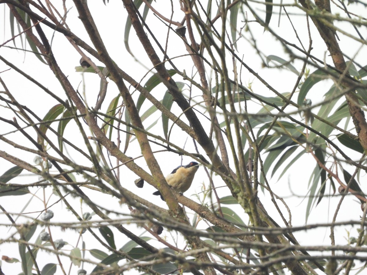 Fawn-breasted Tanager - ML643233767