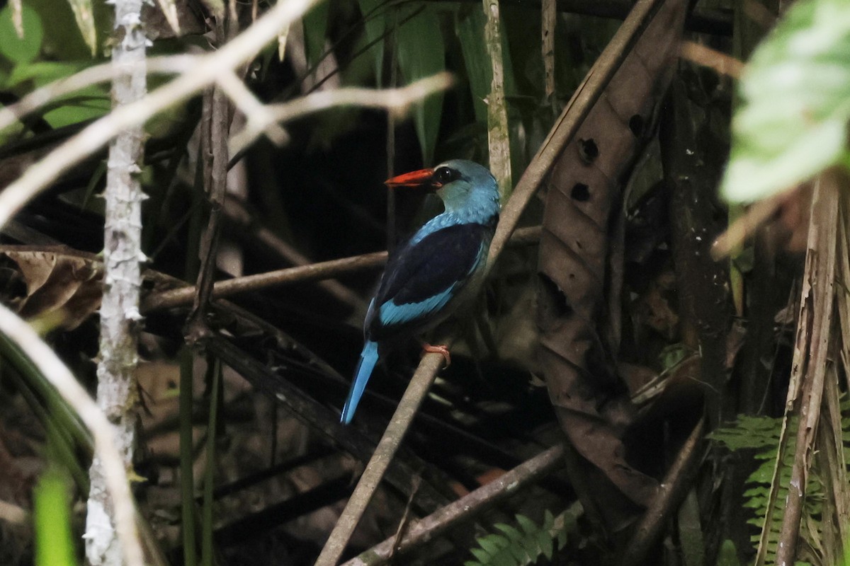 Martin-chasseur à poitrine bleue - ML643233788