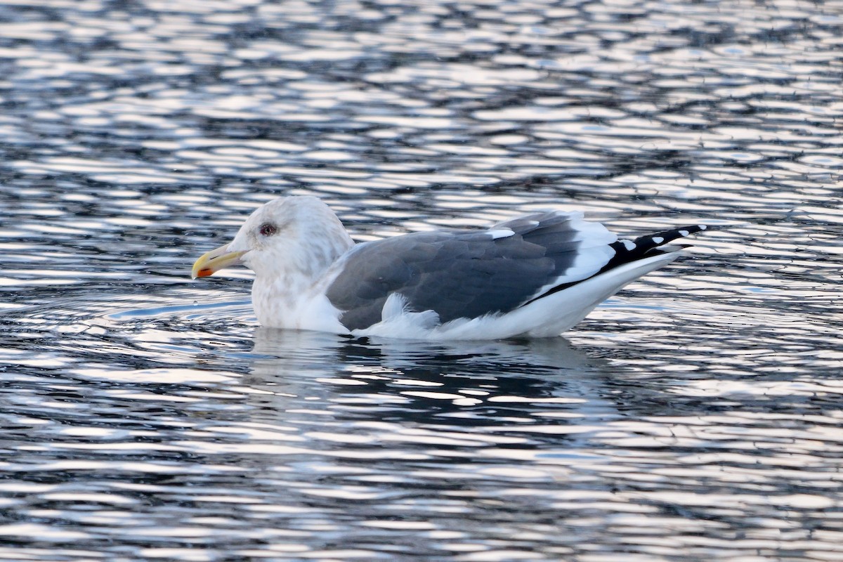 オオセグロカモメ - ML643233809