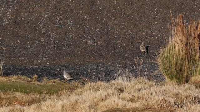 Gray-breasted Seedsnipe - ML643233816