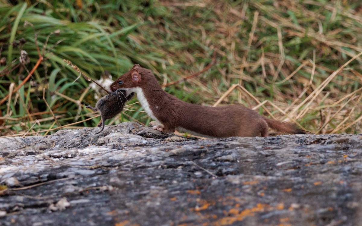 Short-tailed Weasel - ML643233824