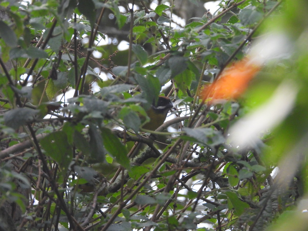 Moustached Brushfinch (Moustached) - ML643233831