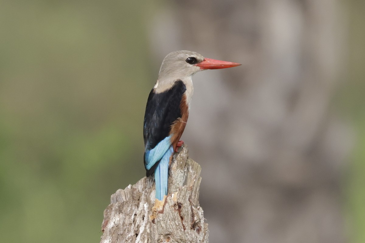 Martin-chasseur à tête grise - ML643233836