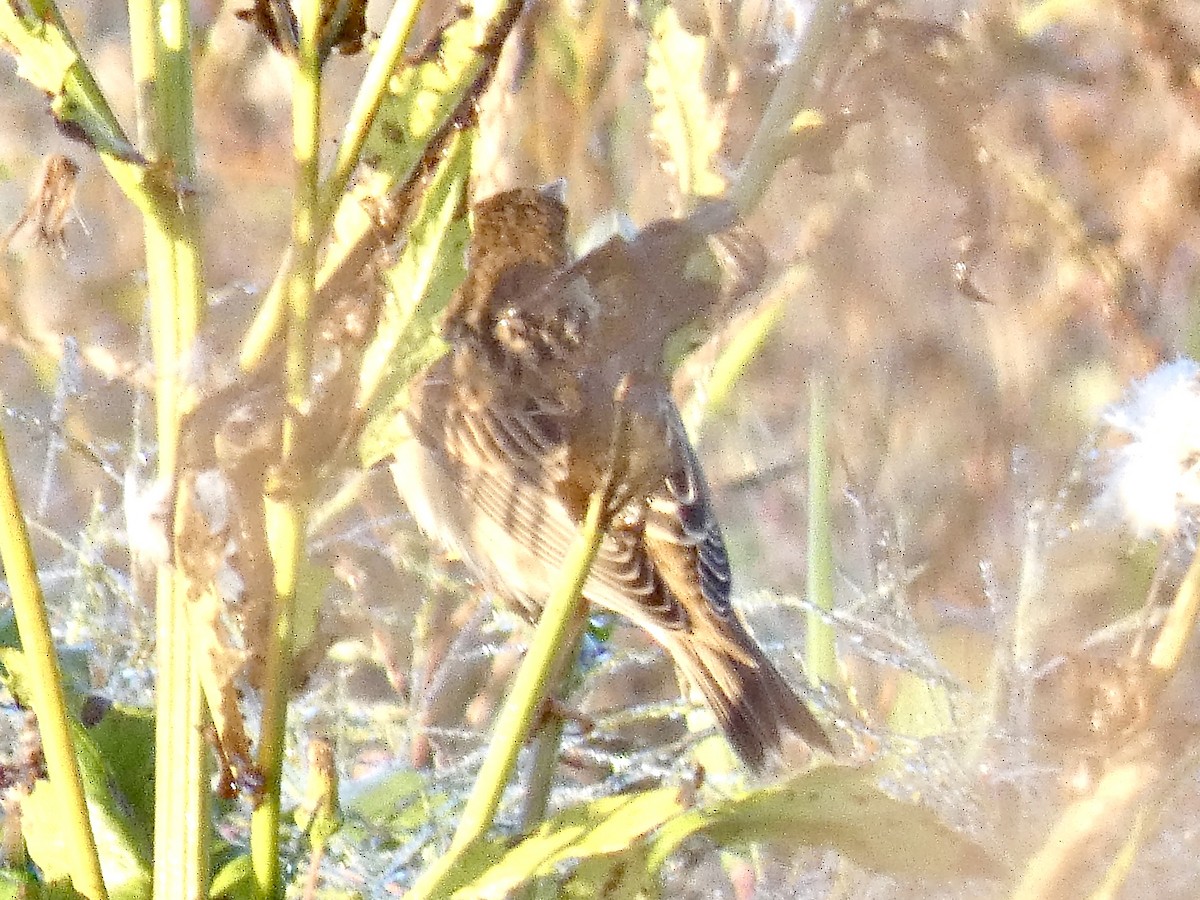 Dickcissel - ML643233842