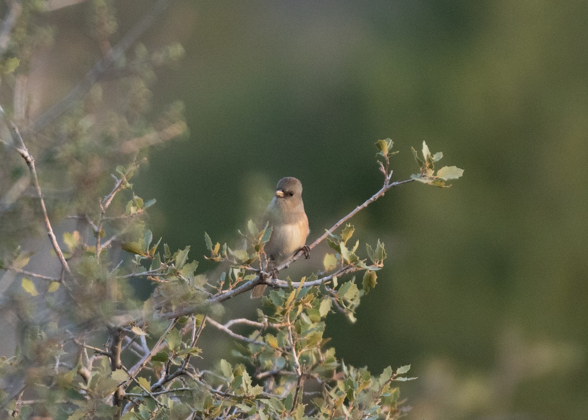 Dark-eyed Junco - ML643233843