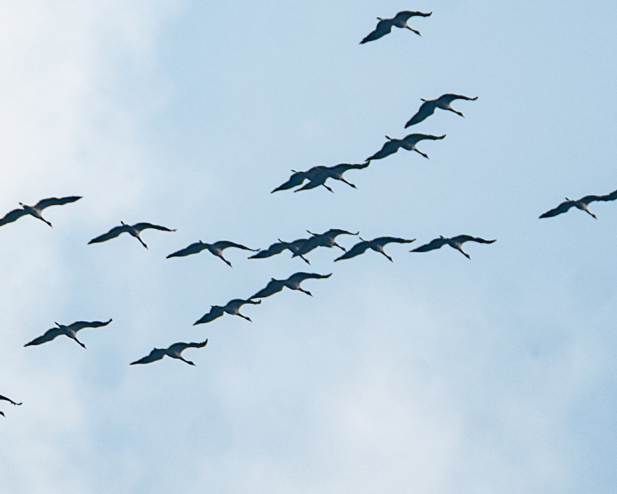 Demoiselle Crane - ML643233846
