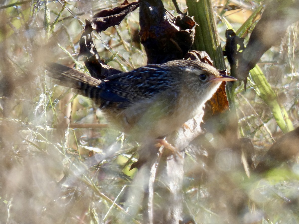 Sedge Wren - ML643233869