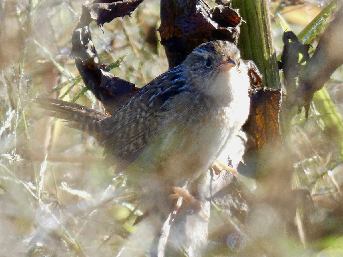 Sedge Wren - ML643233872