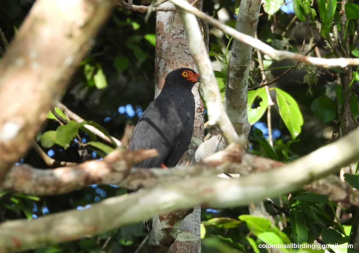 Buse ardoisée - ML643233884