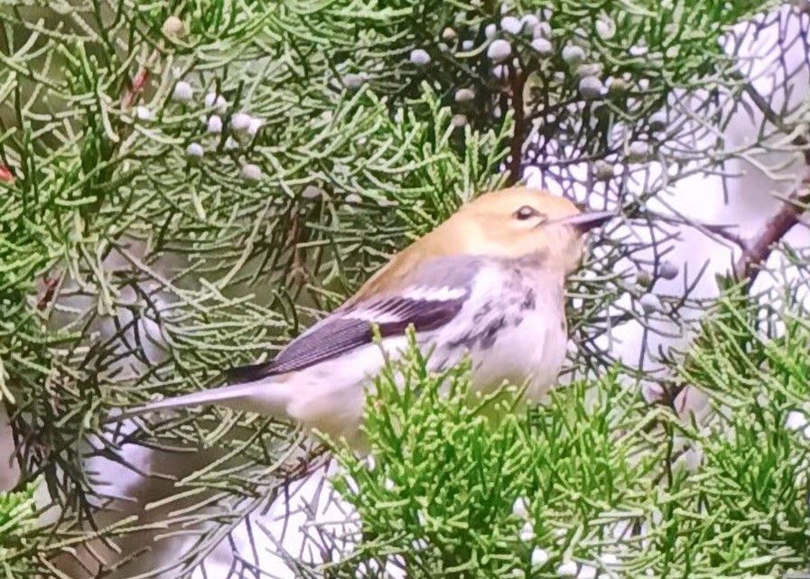 Black-throated Green Warbler - ML643233889
