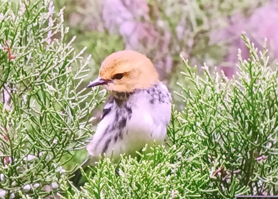 Black-throated Green Warbler - ML643233890