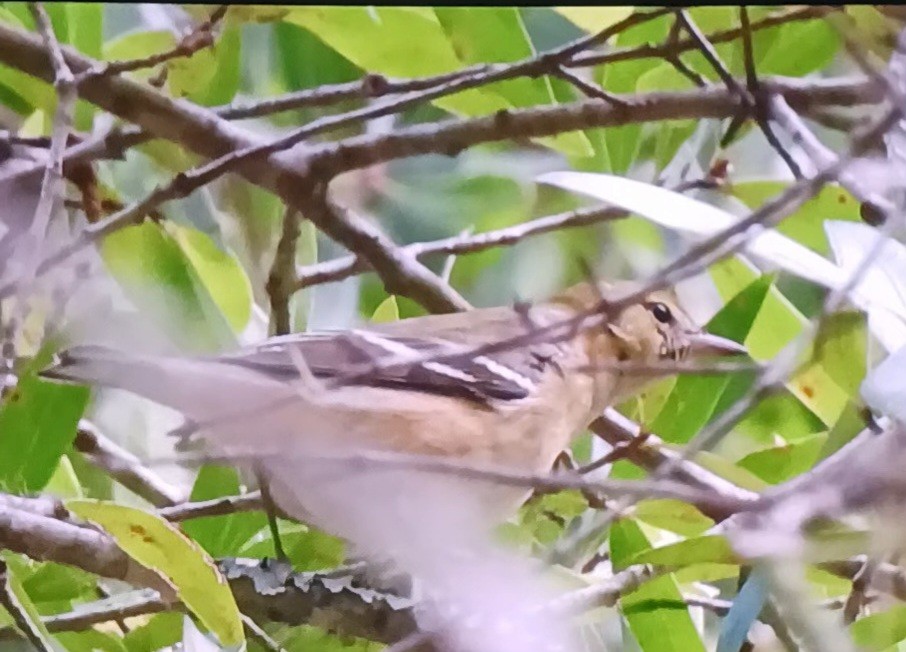 Bay-breasted Warbler - ML643233897