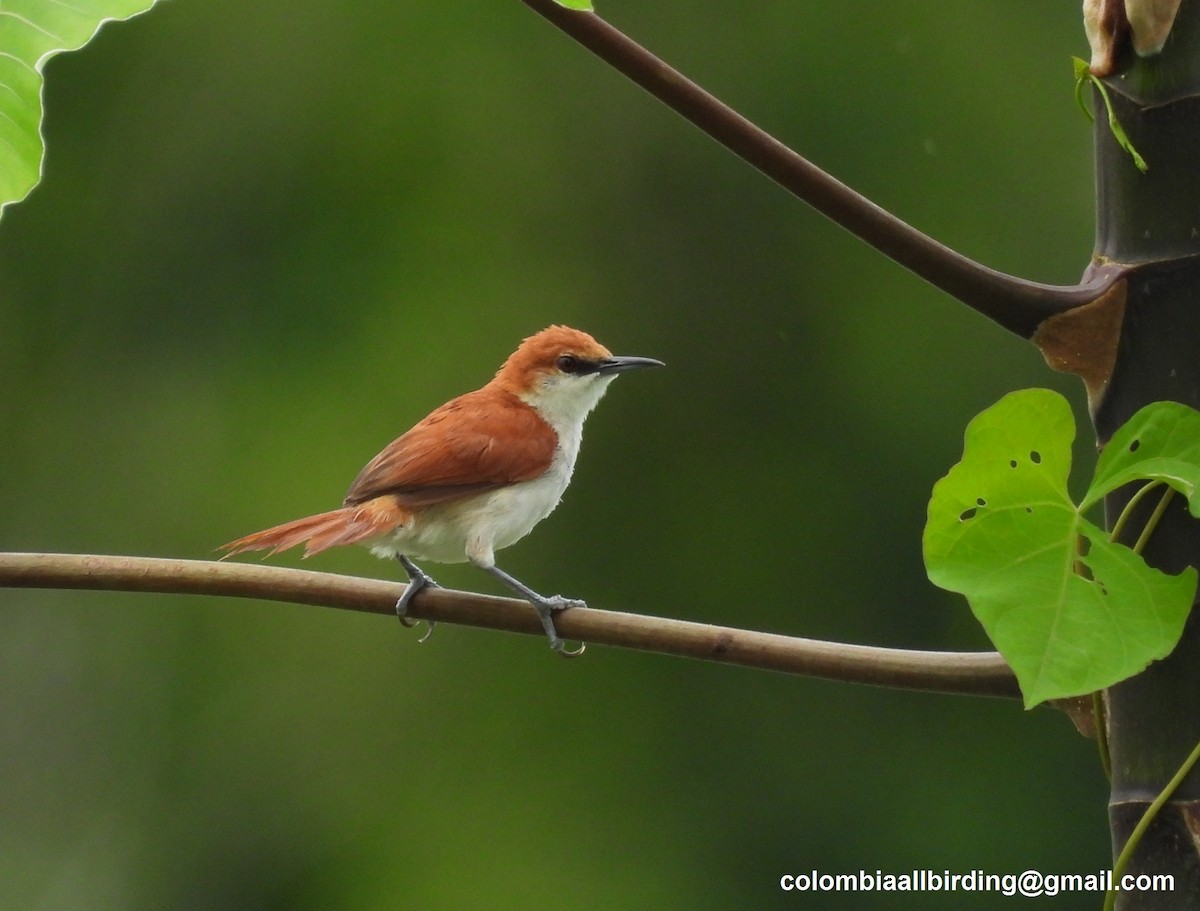 Red-and-white Spinetail - ML643233898