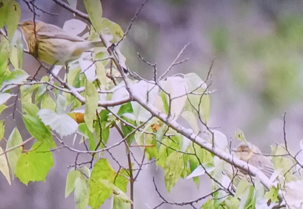 Cape May Warbler - ML643233902
