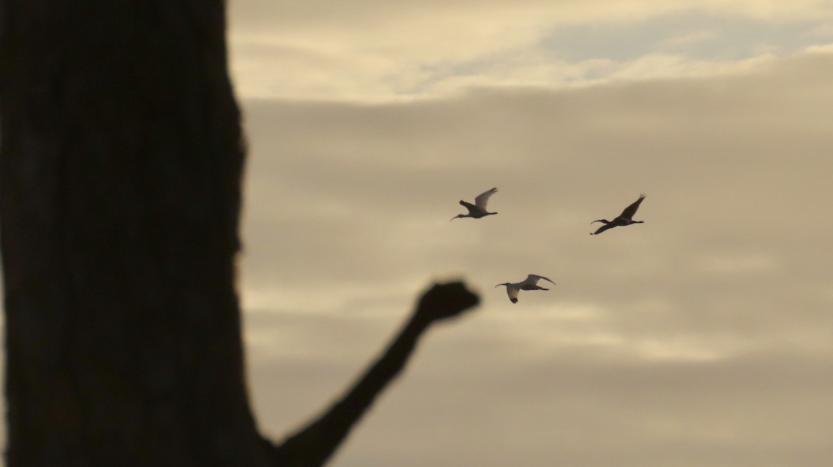 White Ibis - ML643233906