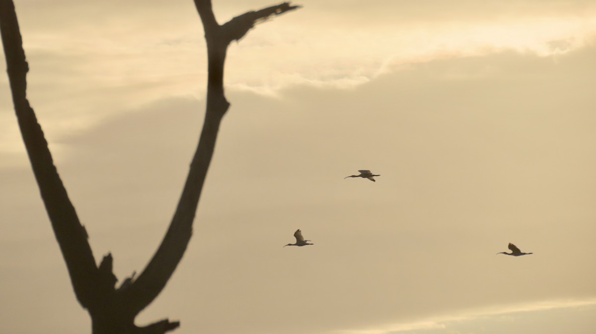 White Ibis - ML643233907