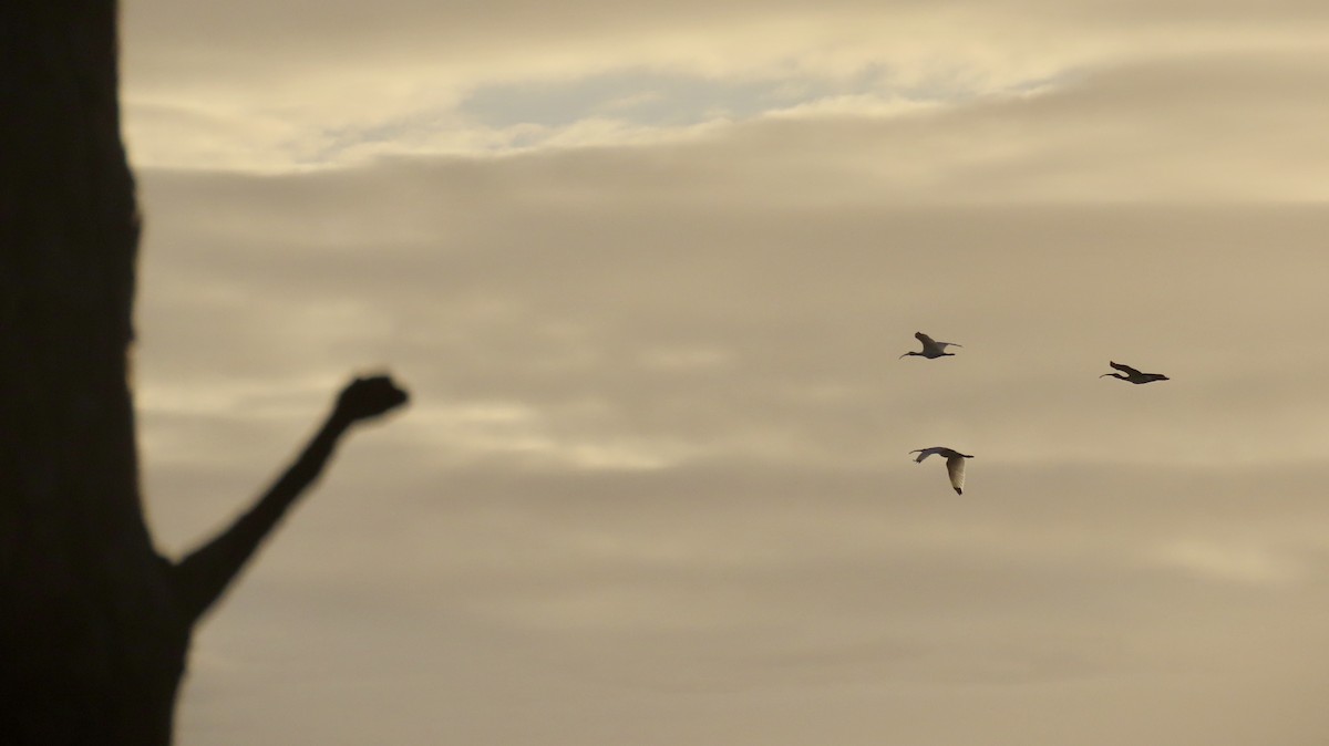 White Ibis - ML643233908