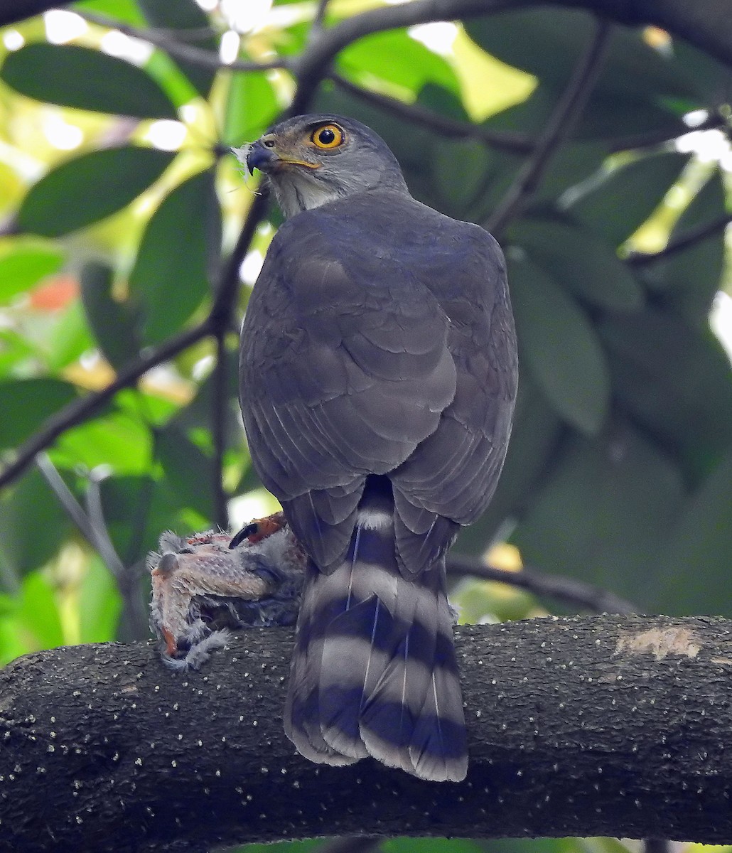 Crested Goshawk - ML643233917