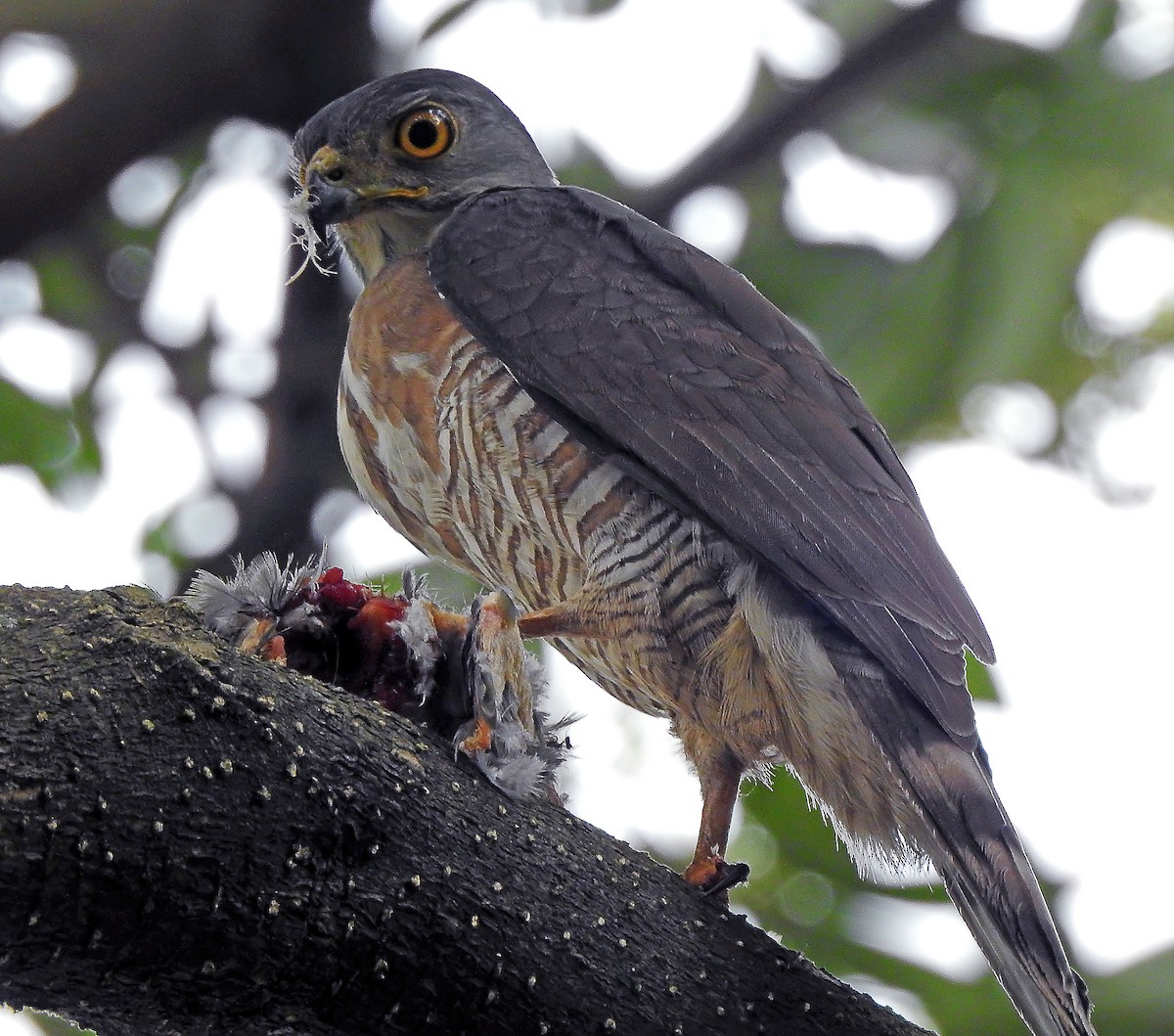 Crested Goshawk - ML643233919