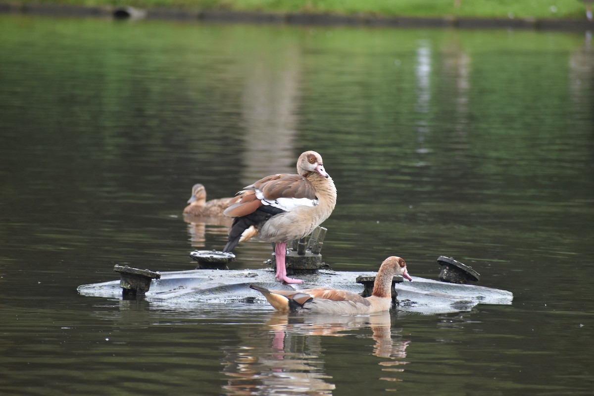 Egyptian Goose - ML643233920