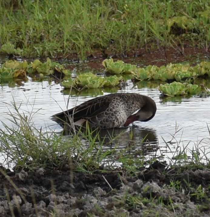 Red-billed Duck - ML643233927
