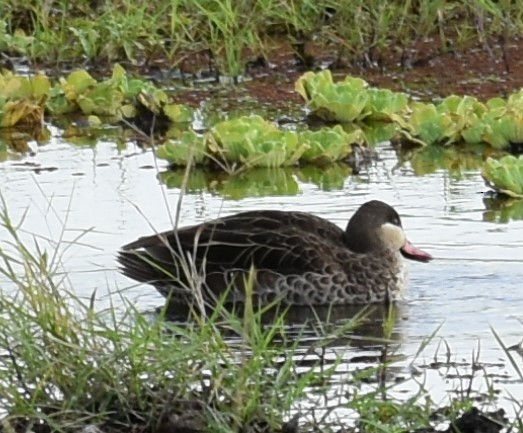 Red-billed Duck - ML643233928