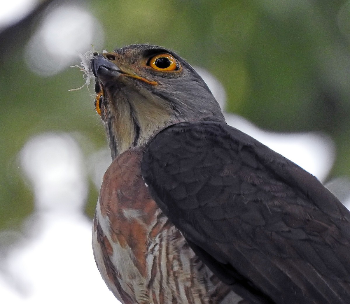 Crested Goshawk - ML643233930