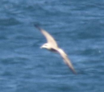 Yellow-legged Gull - ML643233945