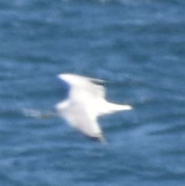 Larus sp. - ML643233952