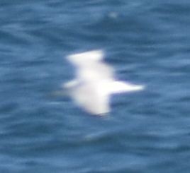 Larus sp. - ML643233953