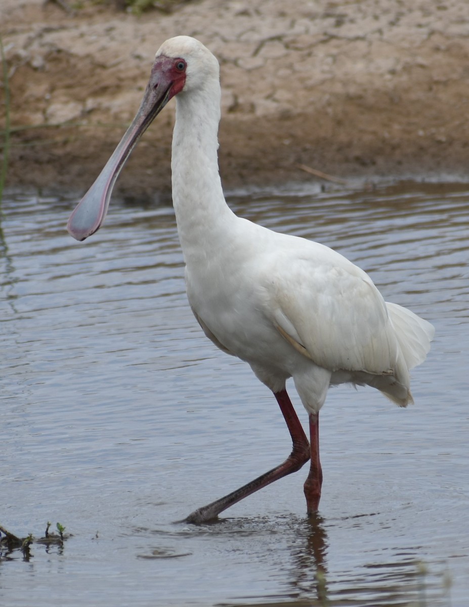 アフリカヘラサギ - ML643233966