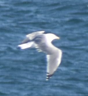 Yellow-legged Gull - ML643233985