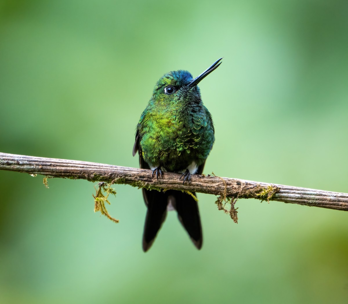 Sapphire-vented Puffleg - ML643233996