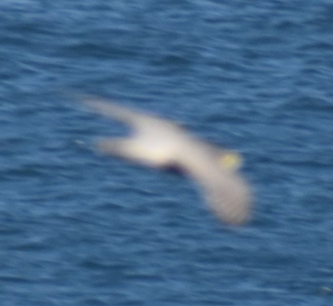 Peregrine Falcon - ML643234005