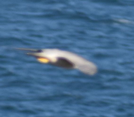 Peregrine Falcon - ML643234006