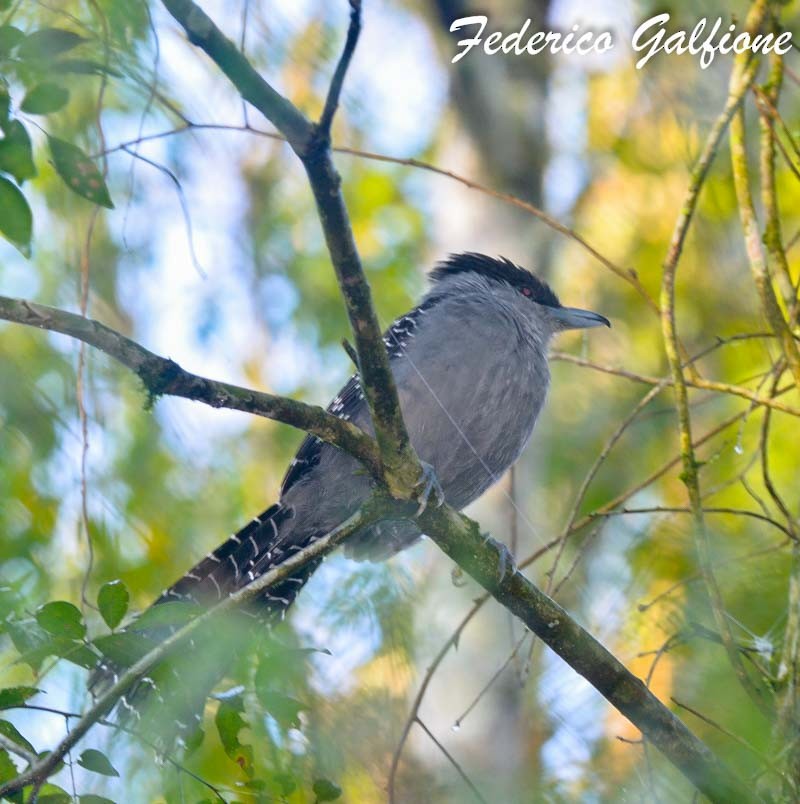 Giant Antshrike - ML643234031