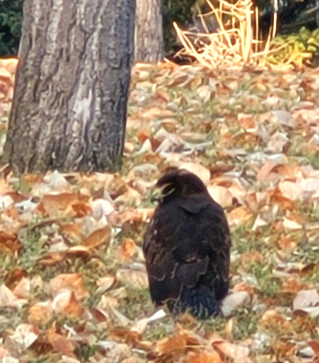 Northern Harrier - ML643234033