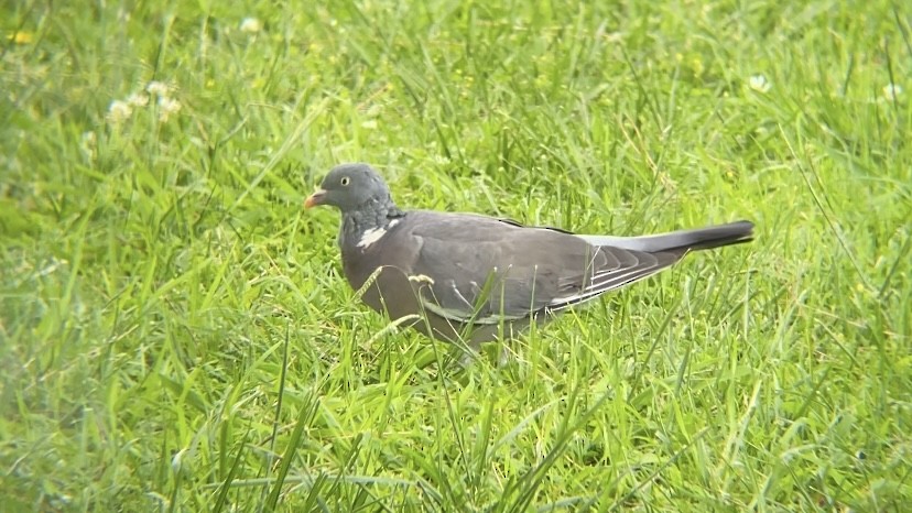 Common Wood-Pigeon - ML643234059